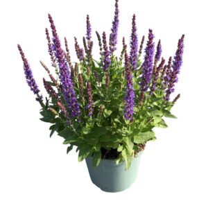 Salvia nemorosa Ostfriesland
(1 Plants/Order)(17cmP 30cmH)