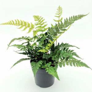 Dryopteris filix-mas Dryopteris championii ES11 0,7l
(15 Plants/Order)(11cmP 25cmH)