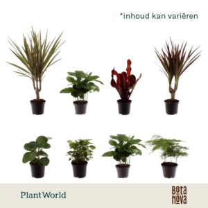 Indoor plants gem. green 6 Types Keen on Green New York mix 7 cm
(16 Plants/Order)(7cmP 15cmH)