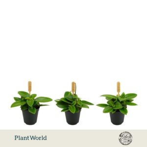 Peperomia Pixie 5,5cm
(20 Plants/Order)(5.5cmP 10cmH)