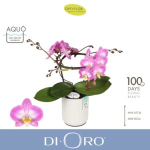 Phalaenopsis other pink (enkele ta Dioro Allure 2 spike in Molise White Aquo
(3 Plants/Order)(12cmP 50cmH)