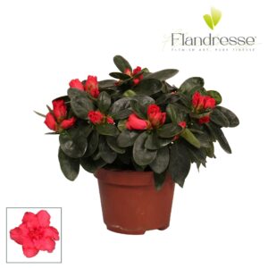 Rhododendron Jimmy Azalea Flandresse® 'rood' 17+ cm
(12 Plants/Order)(10.5cmP 17cmH)