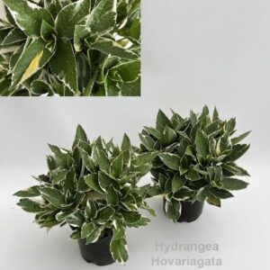 Hydrangea Hovaria mixed Garden 19cm [variegated bontbladig]
(21 Plants/Order)(19cmP 40cmH)