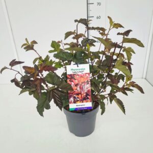 Physocarpus Lady in Red Physocarpus op. 'Lady in Red' 50-60C5
(1 Plants/Order)(23cmP 70cmH)
