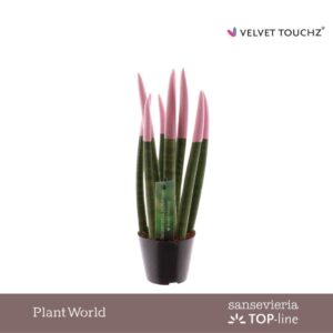 Sansevieria Cylindrica VELVET TOUCHZ® Pastel pink
(12 Plants/Order)(8.5cmP 30cmH)