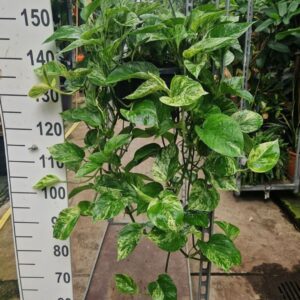 Epipremnum pinnatum Marble Queen hangplant
(2 Plants/Order)(23cmP 60cmH)