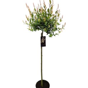 Salix integra Hakuro Nishiki 80cm stam C5/P23
(1 Plants/Order)(23cmP 140cmH)
