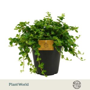 Peperomia rotundifolia
(6 Plants/Order)(15cmP 25cmH)