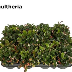 Gaultheria procumbens 9 cm
(12 Plants/Order)(9cmP 15cmH)