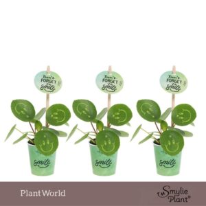 Pilea peperomoides Smylie Plant® Happy in papercup
(20 Plants/Order)(5.5cmP 10cmH)