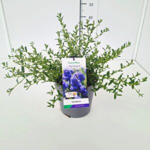 Ceanothus Ceanothus 'Blue Diamond' 40-50C5
(1 Plants/Order)(22cmP 50cmH)