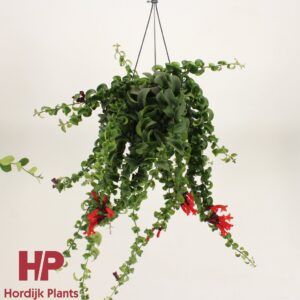 Aeschynanthus Bluster Aeschynanthus 'Bluster' (7 Plants/Order)(15cmP 45cmH)