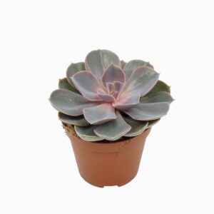 Echeveria Perle von Nurnberg pearl From neurenberg 8,5 cm
(12 Plants/Order)(8.5cmP 10cmH)