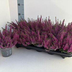 Calluna Beauty Ladies Renate
(10 Plants/Order)(10.5cmP 25cmH)