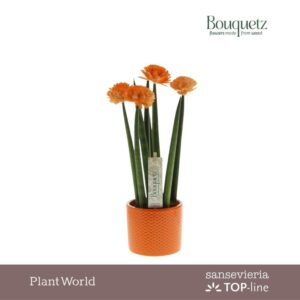 Sansevieria Cylindrica TOP-line Bouquetz Orange in Dots Ceramics
(6 Plants/Order)(8.5cmP 35cmH)