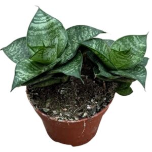 Sansevieria other Ehrendel
(20 Plants/Order)(6cmP 5cmH)