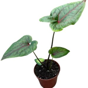 Alocasia Cyrtosperma Johnstonii
(14 Plants/Order)(8cmP 12cmH)