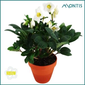 Helleborus niger Christmas Carol 12 cm in Terra Cotta
(6 Plants/Order)(12cmP 24cmH)