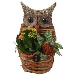 Arrangement kamer PTHI3321 Arrangement Autumn Indoor in rieten mand in uil vorm
(6 Plants/Order)(14cmP 26cmH)