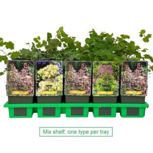 Thalictrum delavayi mix laag P11
(10 Plants/Order)(11cmP 25cmH)