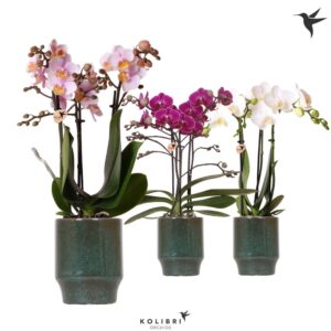 Phalaenopsis Multiflora mix 3 spike in Classy Pot green
(8 Plants/Order)(9cmP 40cmH)