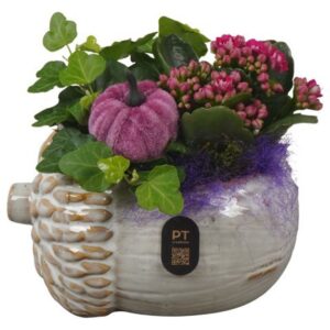 Arrangement kamer PTHI3267 Arrangement Autumn Indoor in Ceramics Pot in noot vorm
(5 Plants/Order)(15cmP 16cmH)