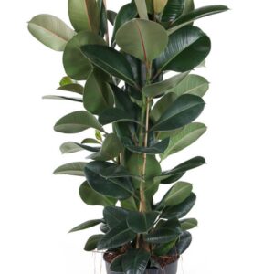 Ficus Elastica Robusta Ficus Elastica Robusta 3PP P34 (NO GAP)
(1 Plants/Order)(34cmP 150cmH)