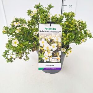 Potentilla fruticosa Bella Bianca Potentilla frut. 'Bella Bianca' 25-30C3
(1 Plants/Order)(19cmP 45cmH)