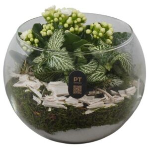 Arrangement kamer PTHG8215 Arrangement Autumn Glass in glazen vissenkom
(3 Plants/Order)(16cmP 14cmH)