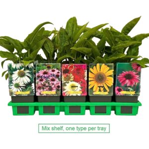 Echinacea purpurea mix laag P11
(10 Plants/Order)(11cmP 25cmH)