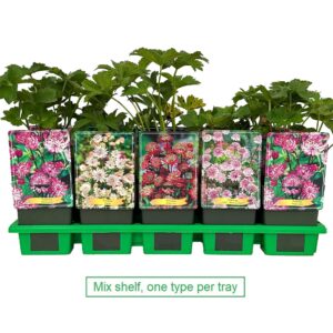 Astrantia major mix laag P11
(10 Plants/Order)(11cmP 25cmH)