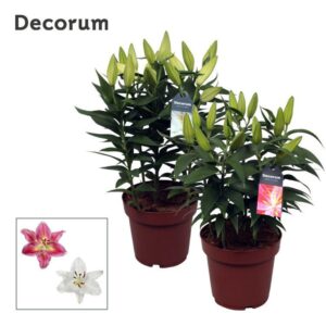 Lilium Or. Compact mix 19cm
(5 Plants/Order)(19cmP 45cmH)