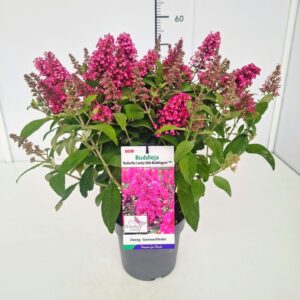 Buddleja Buddleja 'Butterfly Candy Little Bubblegum' C3
(1 Plants/Order)(19cmP 40cmH)