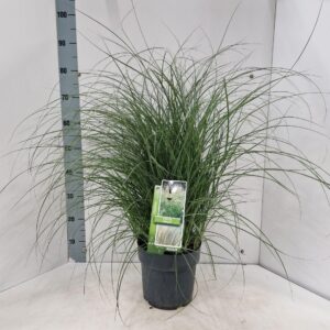 Miscanthus Adagio sin.
(1 Plants/Order)(23cmP 90cmH)