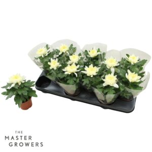 Chrysanthemum Cosmo White Deco white 9cm 1pp
(12 Plants/Order)(9cmP 15cmH)
