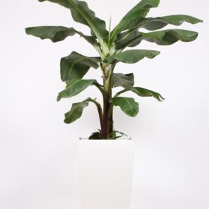 Musa Dwarf Cavendish "in Piza Pot ""wit"""
(1 Plants/Order)(40cmP 200cmH)