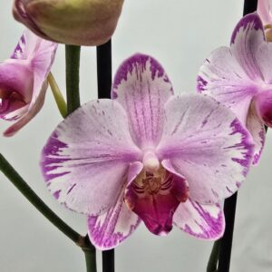 Phalaenopsis other Limited 23 Week 23
(10 Plants/Order)(12cmP 75cmH)