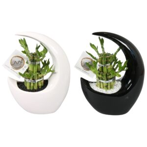 Dracaena Dracaena sanderiana Lucky Lucky Bamboo Round 2Big in ø19cm Moonshape Pot
(8 Plants/Order)(19cmP 25cmH)