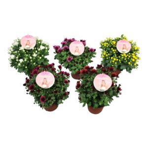 Chrysanthemum Garden Mums BELGIUM P12
(8 Plants/Order)(12cmP 17cmH)