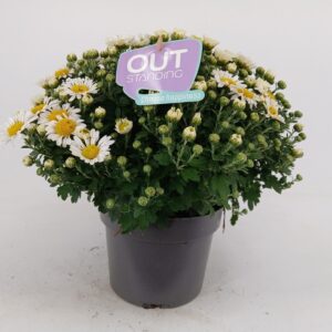 Chrysanthemum (Indicum GR 'Leba' OUTstanding
(1 Plants/Order)(17cmP 25cmH)