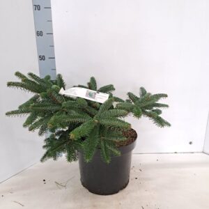 Abies Abies cephalonica 'Meyer's Dwarf'  (1 Plants/Order)(26cmP 40cmH)