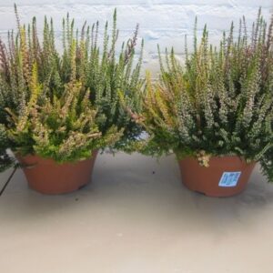 Calluna Beauty-Ladies Calluna Beauty Ladies trio schaal p23
(1 Plants/Order)(23cmP 25cmH)