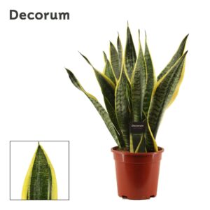 Sansevieria Futura Superba
(4 Plants/Order)(17cmP 50cmH)