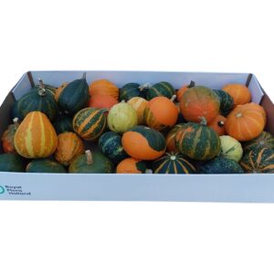 Cucurbita pepo small Deco fruit mixed
(40 Plants/Order)(5cmP 5cmH)