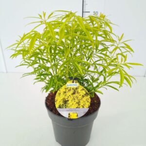 Choisya ternata Choisya ter. 'Goldfingers' 40-50C5
(1 Plants/Order)(23cmP 60cmH)