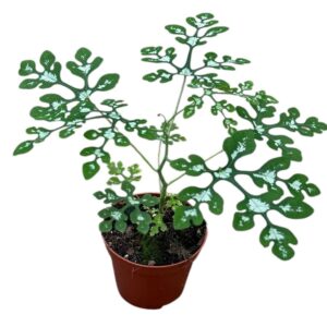 other plants Adenia Perrieri
(14 Plants/Order)(8cmP 12cmH)
