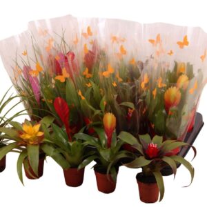Bromelia Bromini Exclusieve XXL mix
(20 Plants/Order)(5.5cmP 25cmH)