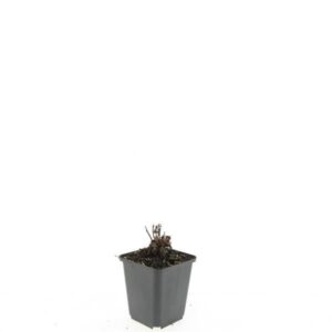 Agastache Blue Fortune Agastache 'Blue Fortune' (12 Plants/Order)(9cmP 5cmH)