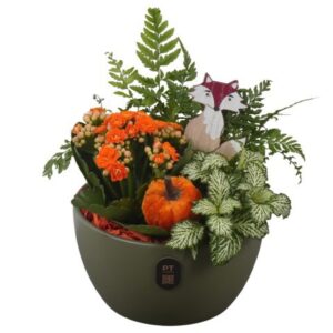 Arrangement kamer PTHI3229 Arrangement Autumn Indoor in Ceramics schaal
(3 Plants/Order)(16cmP 20cmH)