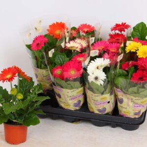 Gerbera Colourgame hoes (22-25cm)
(12 Plants/Order)(9cmP 25cmH)